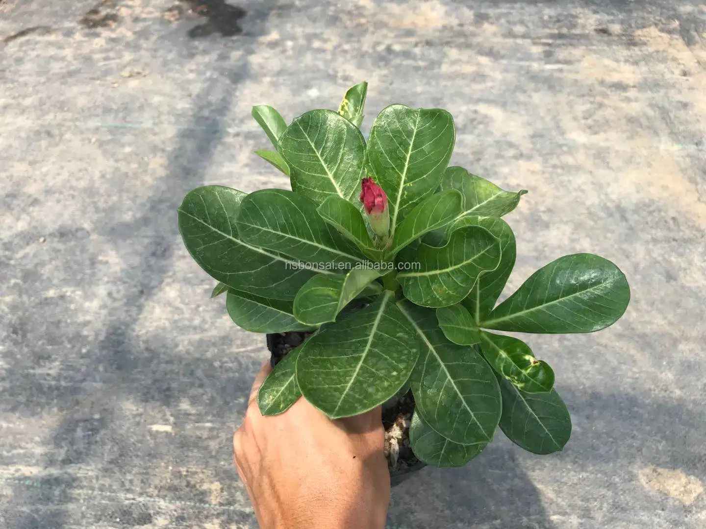 
Professional manufacture cheap foliage plants natural plants ornamental adenium abesum red flower 