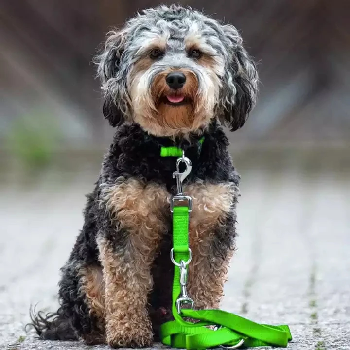 Custom Multifunction colored reflective Mesh Neoprene padded Pet lead Double hook Dog leashes for Training Running