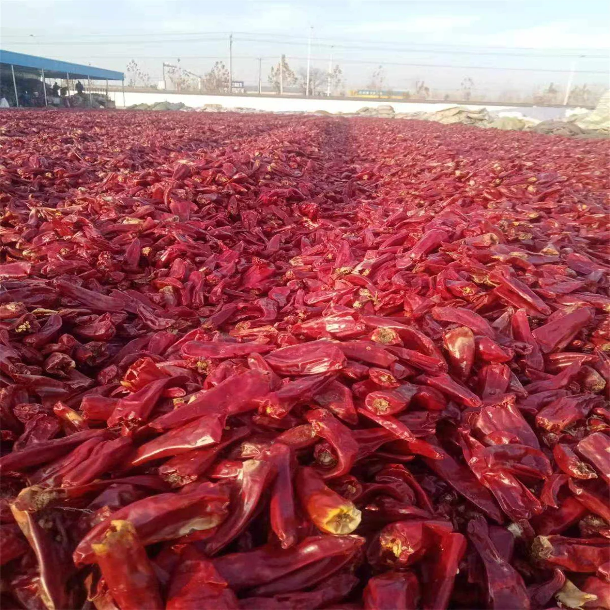 Dried Red Chili Peppers