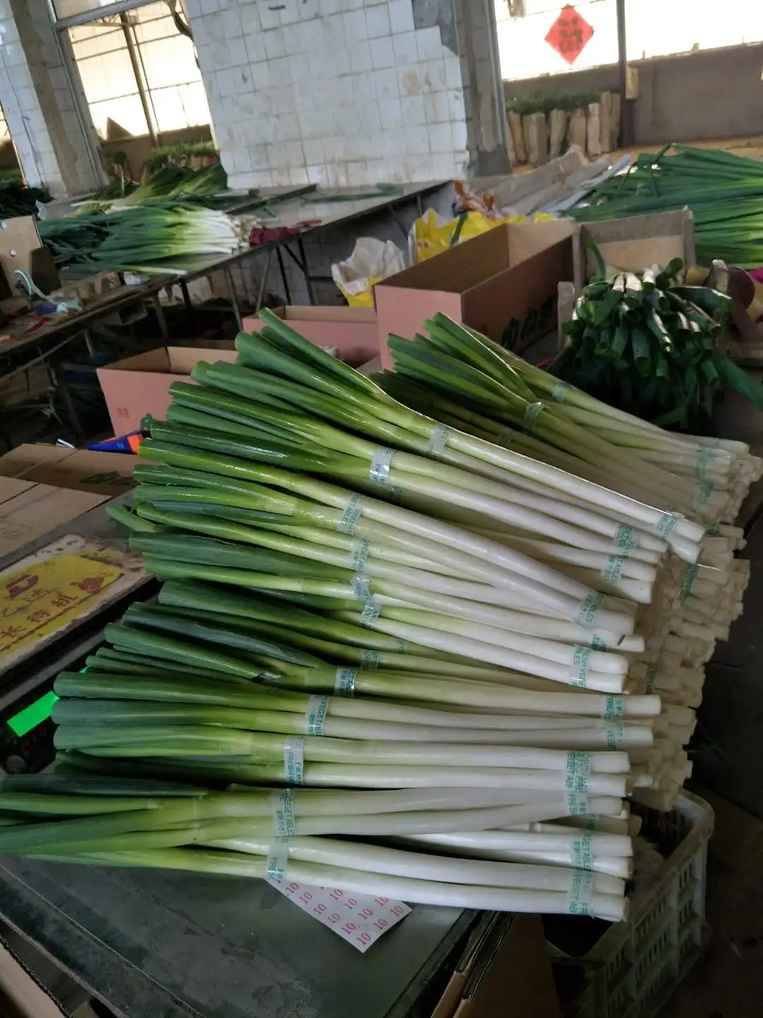 2021 China fresh big long Good quality and cheap price green onion