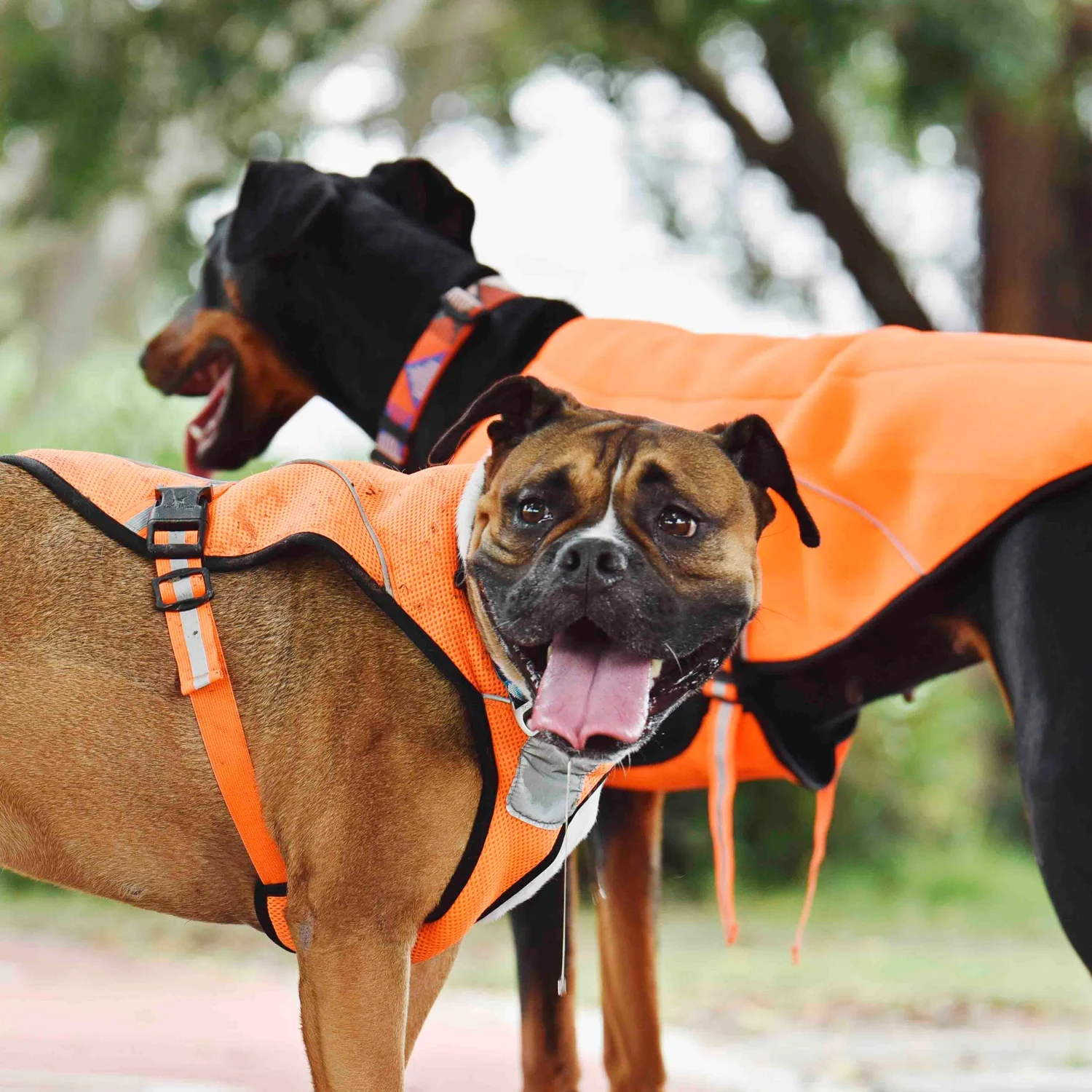 BlackDoggy Designer Pet Apparel Summer Cooling Vest Mesh Dog Coat for Bully Pitbull