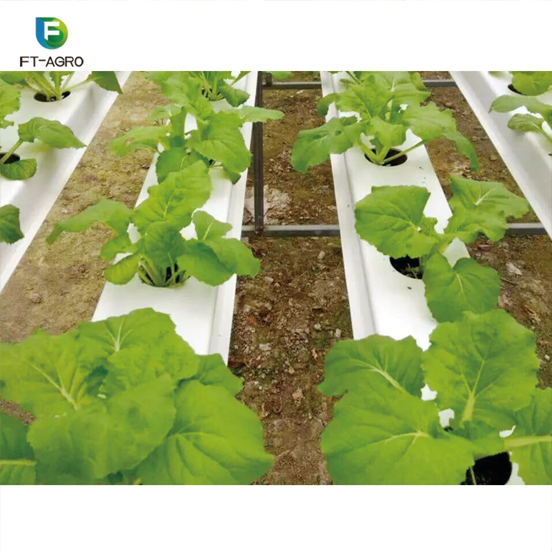 Lettuce Hydroponic Growing System Easy Assemble High Production