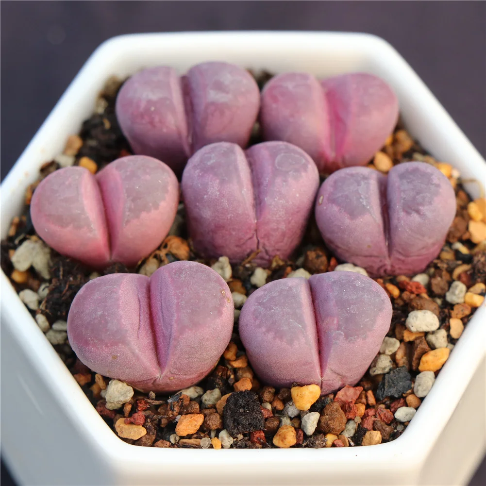 Beautiful purple lithops ornamental succulent plants for home decoration