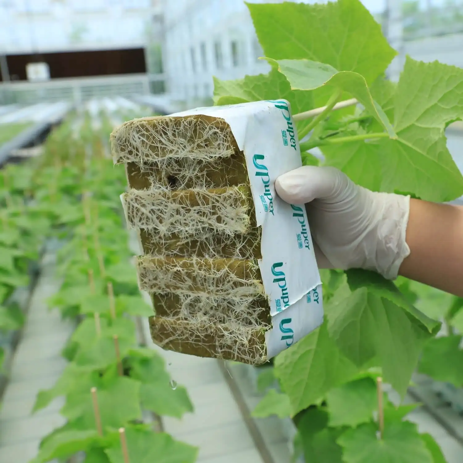 UPuper China factory 6*4*2.5 inch double holes wholesale growing cucumbers substrate rock wool cubes for hydrophonics