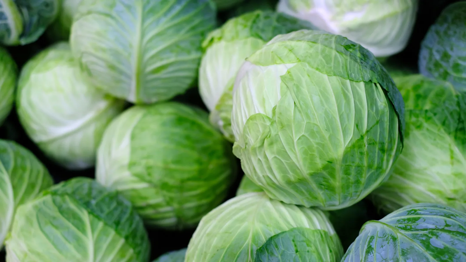 WHOLESALE FRESH GREEN CABBAGE WITH HIGH QUALITY AND BEST SELLER COMPETITIVE PRICE FROM VIETNAM