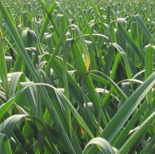 Where To Buy Wholesale Chinese Price Garlic Kating