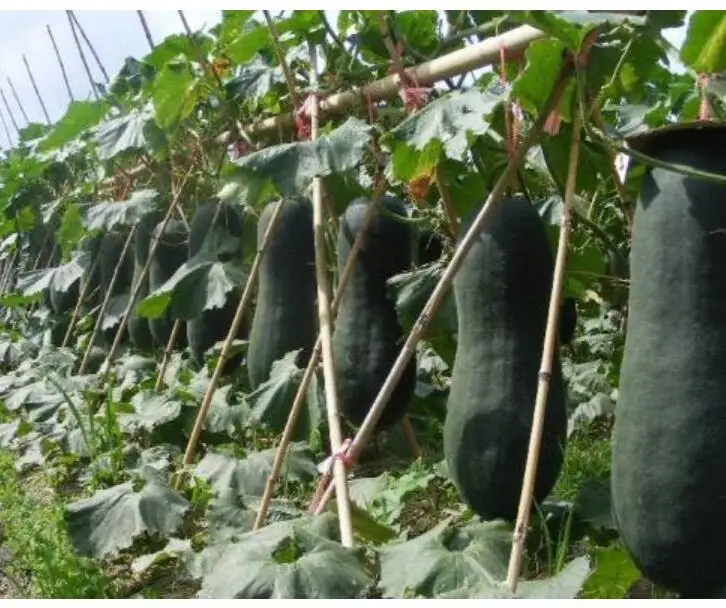 
Hei you da Dong gua NON-GMO new dark green winter melon seeds 