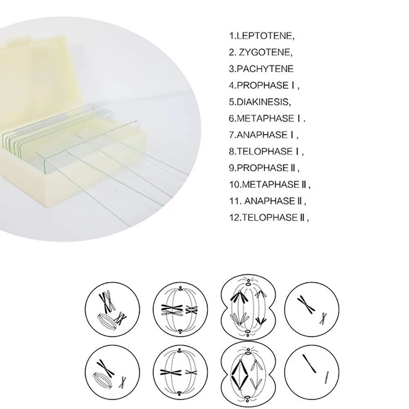 12 Pieces Onion Anther Meiosis Microscope Slide Plant Onion Meiosis Slides Set For Laboratory