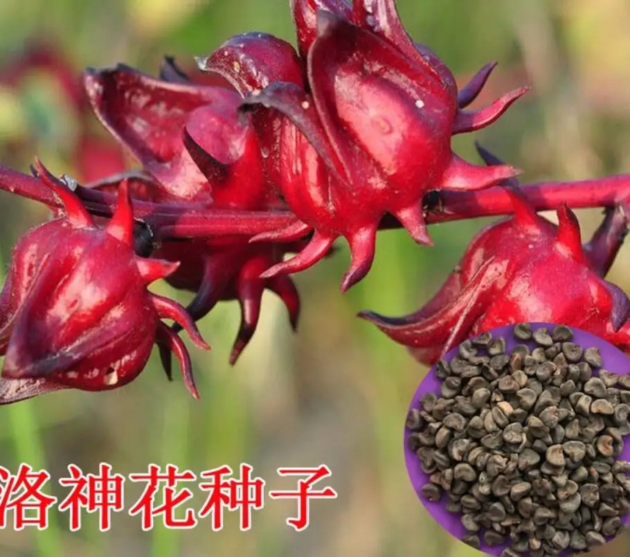 500 г натуральный Новый havested NON-GMO семена Hibiscus