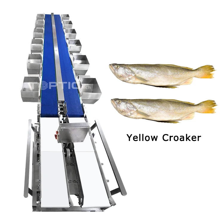 Weight Sorting Machine Grader Sorter Machinery Grading Machine Classifier for Shrimp Oyster Tilapia Seafood Abalone Processing