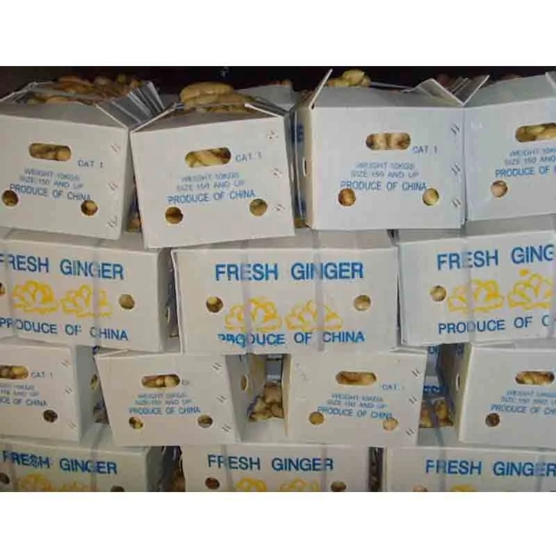 Optimum top quality fresh ginger /air dry ginger hot sales factory price supplier price