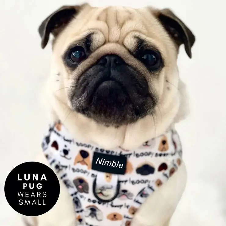 OEM & ODM Custom Dog Pet Harnesses Luxury Large Adjustable Leash and Harness Set Neoprene Material Personalized Features