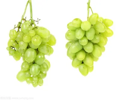 Fresh sweet grapes (seedless/seeded, green) for sale