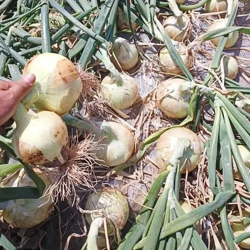 China Onion Prices In Bulk Yellow Holland Onions And India Onion