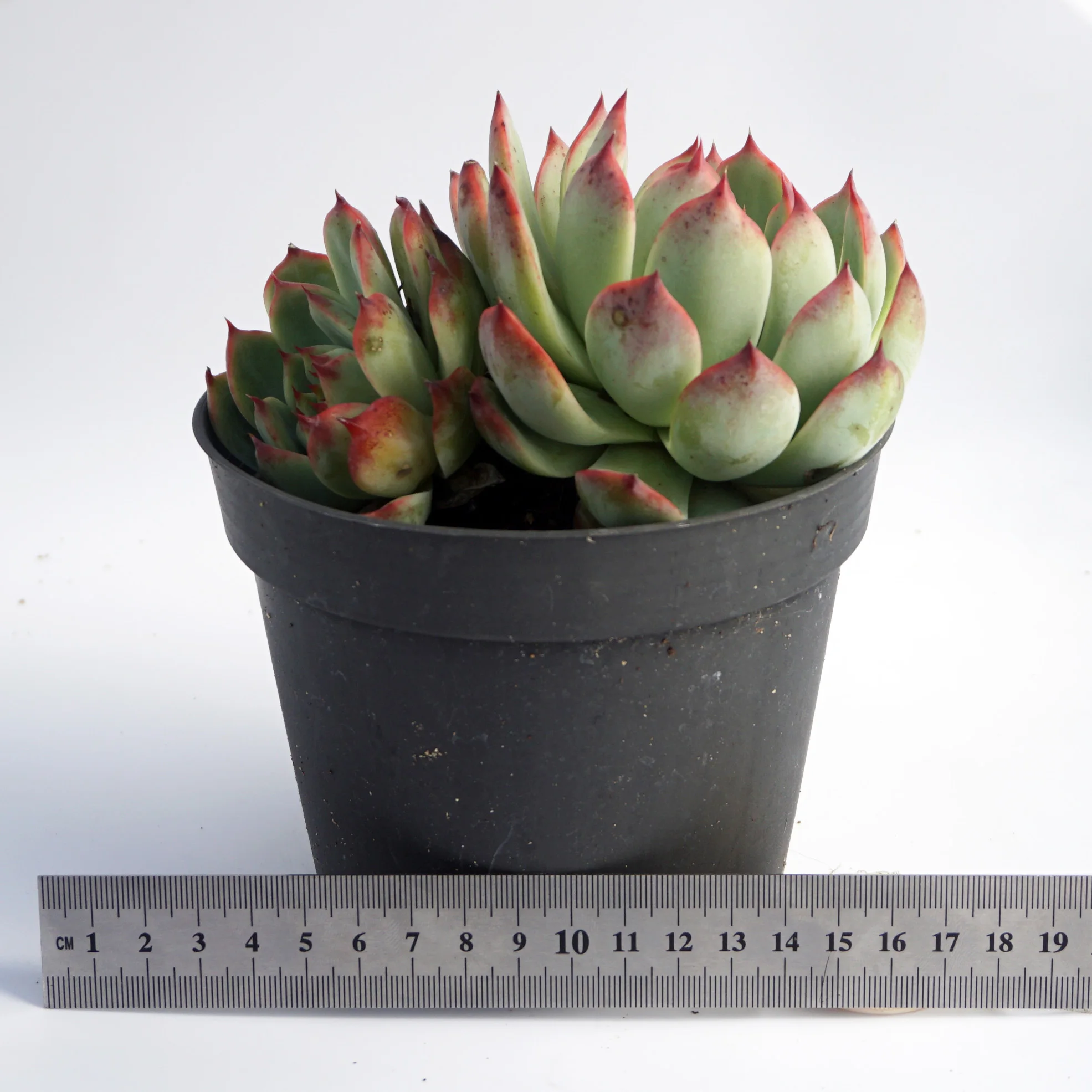 china live plantsFactory direct supply of suculentas natural wholesale succulent plant