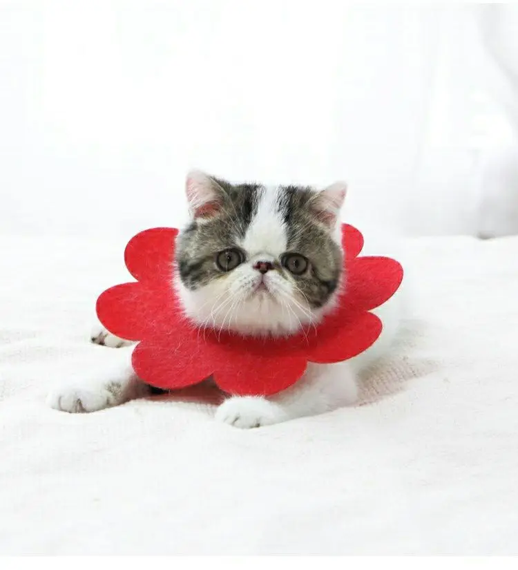 New design felt cute flower cat protection collar dog anti bite and lick pet product pet anti bite colar