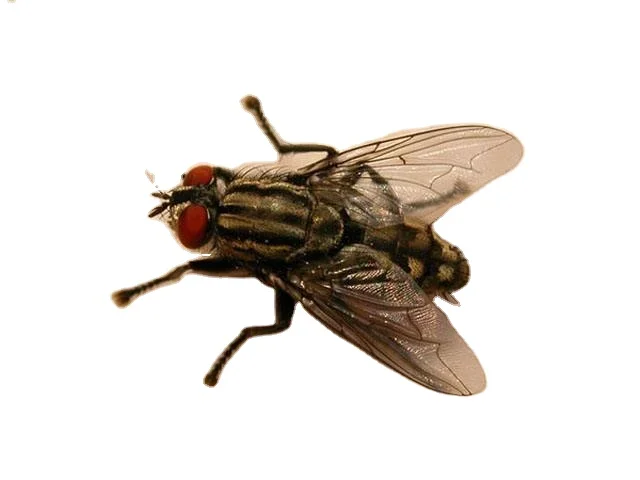 Indoor and outdoor mosquito flea fly killing insecticide 10% Beta -cypermethrin SC