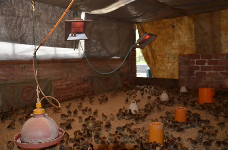 Best Quality Birds &Chicks &Piglet& Poultry Farm &Livestock Fowl Infrared Gas,LPG Heater Brooder Burner THD2606