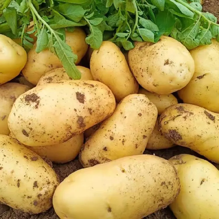 Promotional organic fresh kentang export in  China