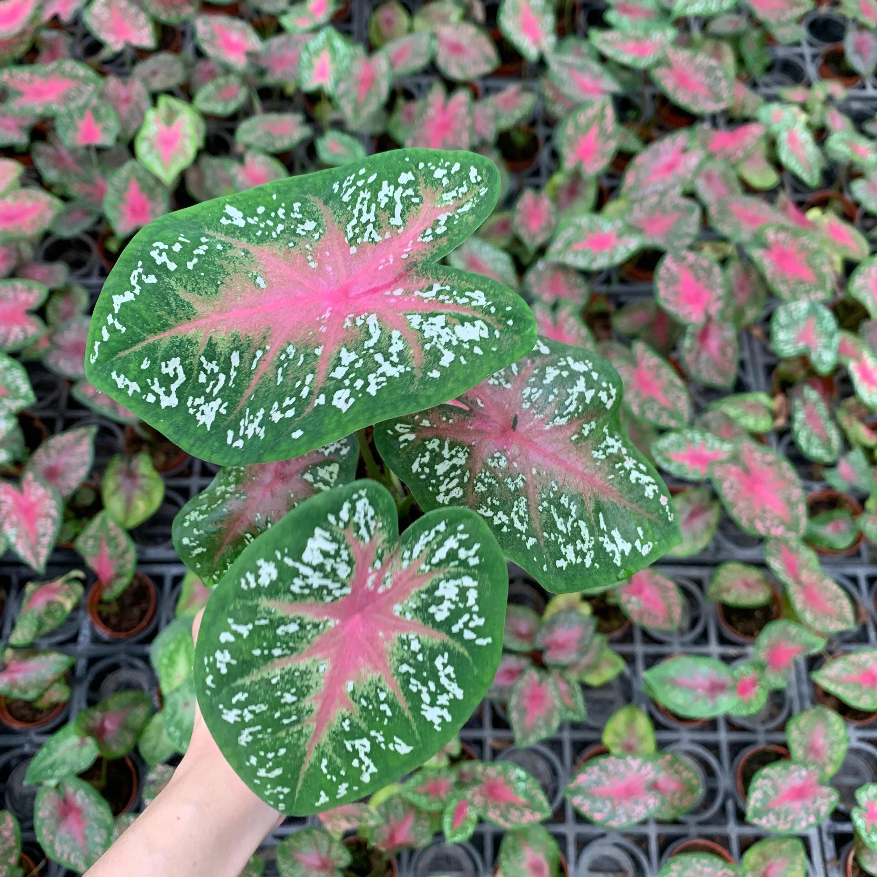 
Wholesale difference kinds of Colorful Caladium live plants bonsai on sale 