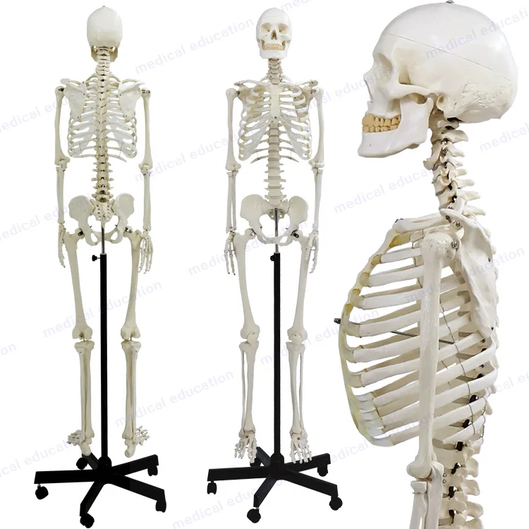 170cm skeleton model, articulated, w/nerve and prolapse