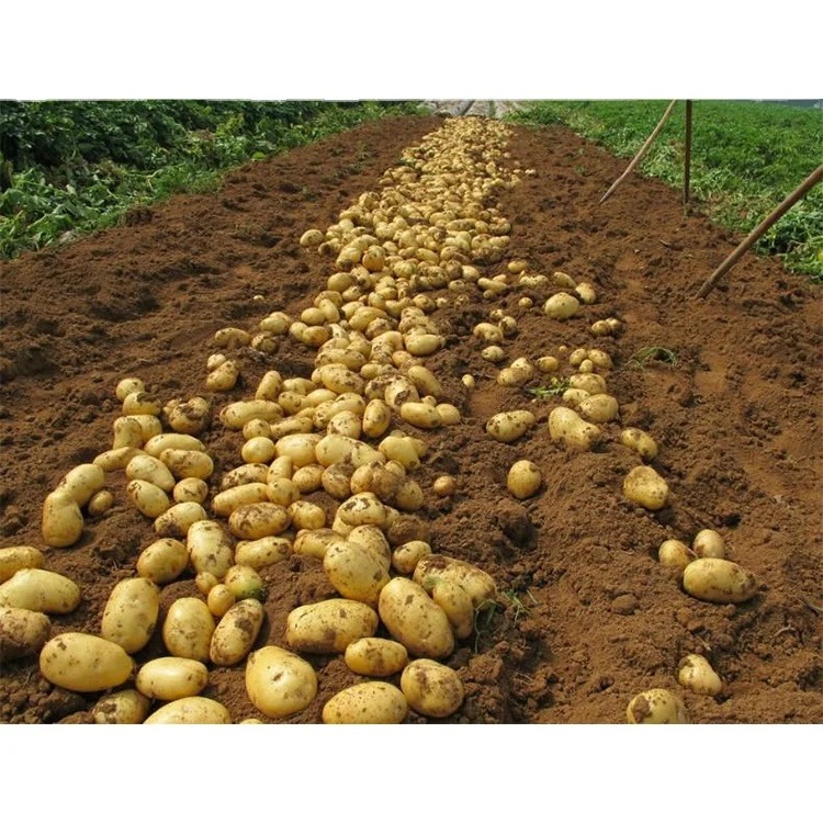 Wholesale high quality big size fresh potatoes for colombia