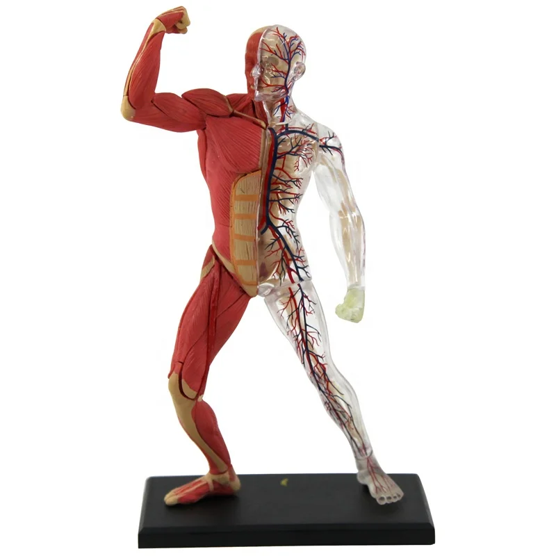 4D Master mini size human muscle model human torso