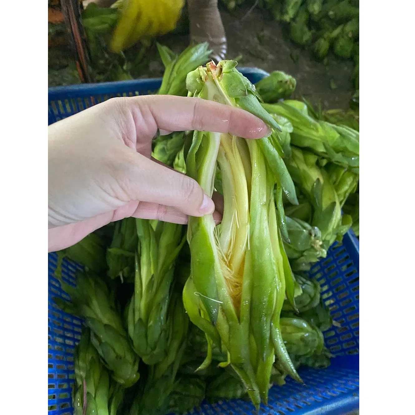 Vietnam dried pitaya/ dried dragon fruit flower export use to do herbal tea