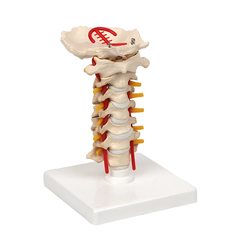 Human Cervical Spinal Column