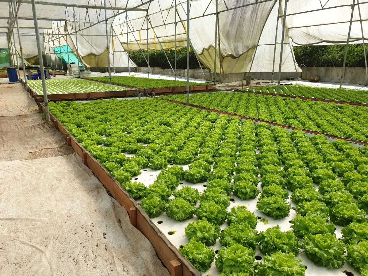 DWC Aquaponics фермерские теплицы Гидропоника сцепляющий плот гидропонная растущая кровать плавающие системы