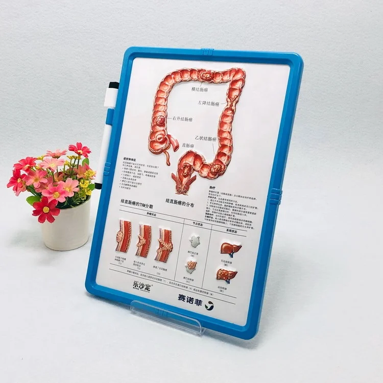 Erasable handwritten medical whiteboard
