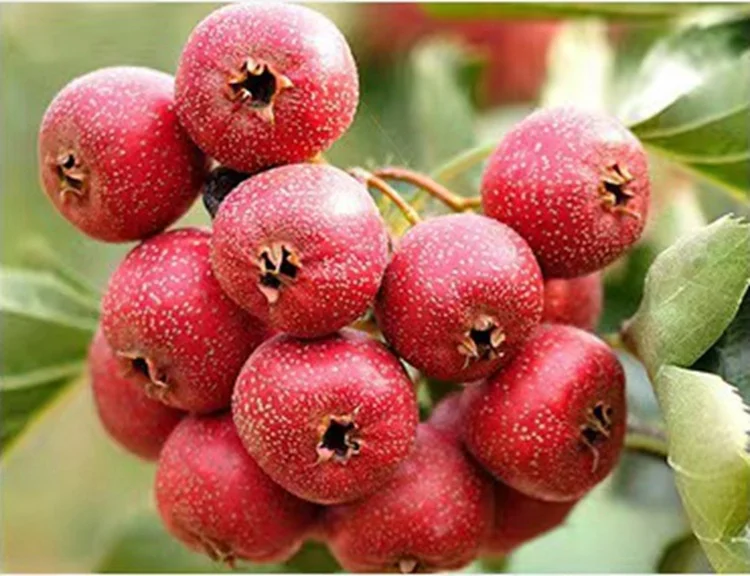 Hot selling natural dried sliced haw healthy dried fruit tea seedless slice hawthorn berry