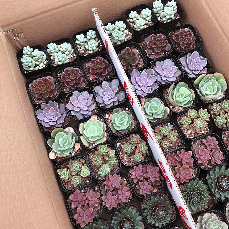 
Hot sale colour Succulent plant Fresh plants Shipment succulent plant in pot 60p in a box 