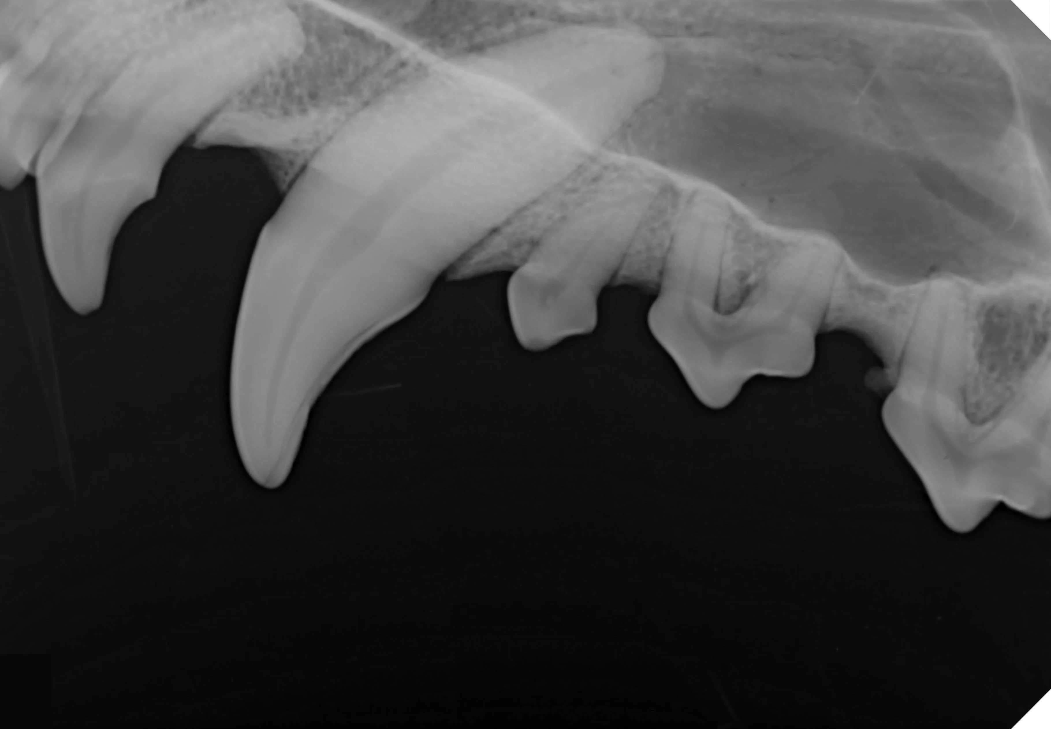 CE Approved Original HANDY Size 4 Dental X-Ray Sensor Large Size Veterinary Sensor for Medium and Large Dogs