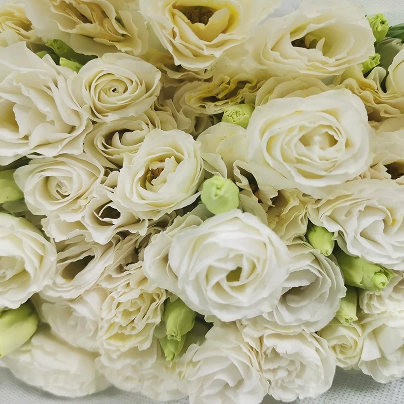 Белый воздушный шар, цветок, свежие режущие цветы от Yunnan, цветы поля, Прямая поставка