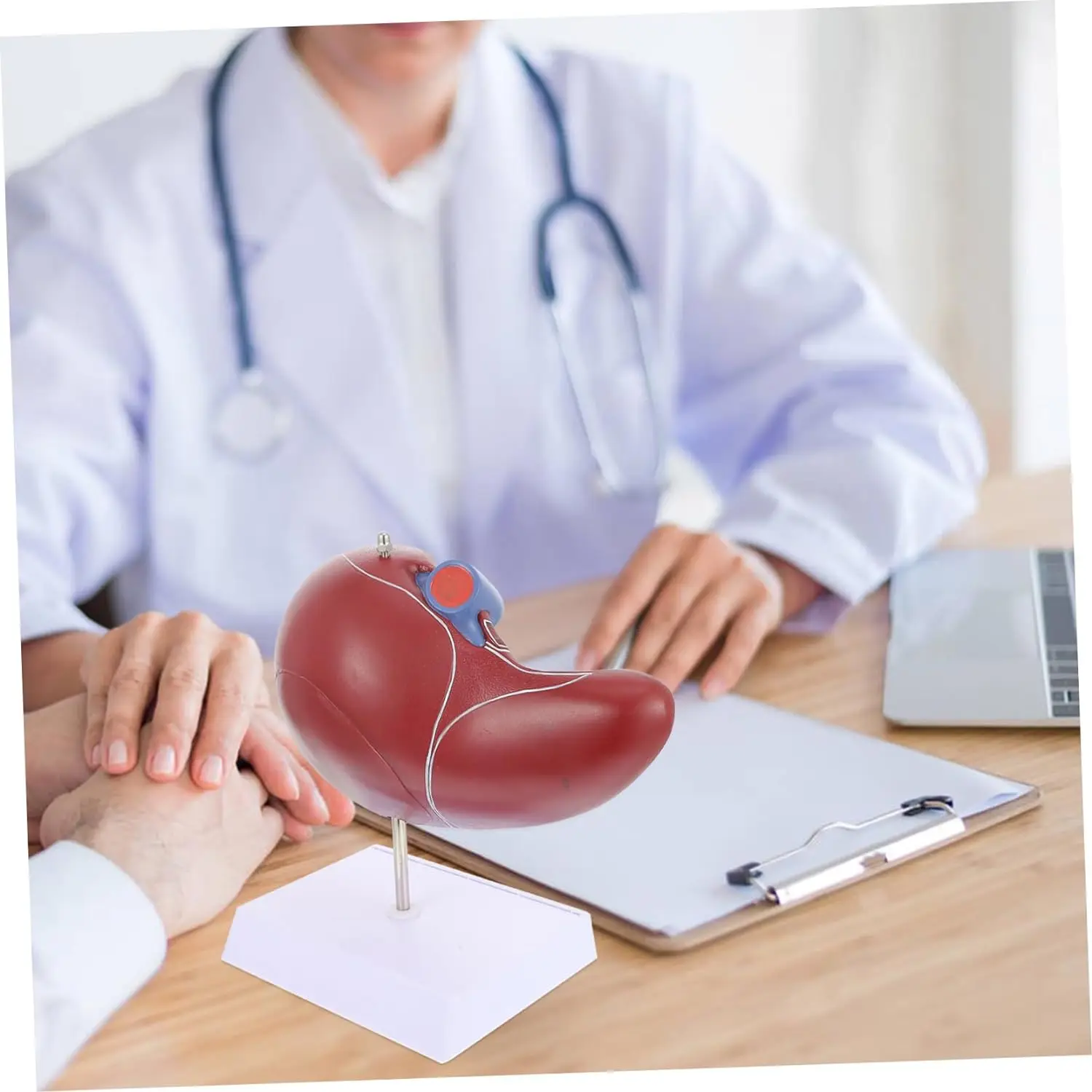 Обучающие ресурсы медицинские человеческие ткани печень анатомическая модель обучение и