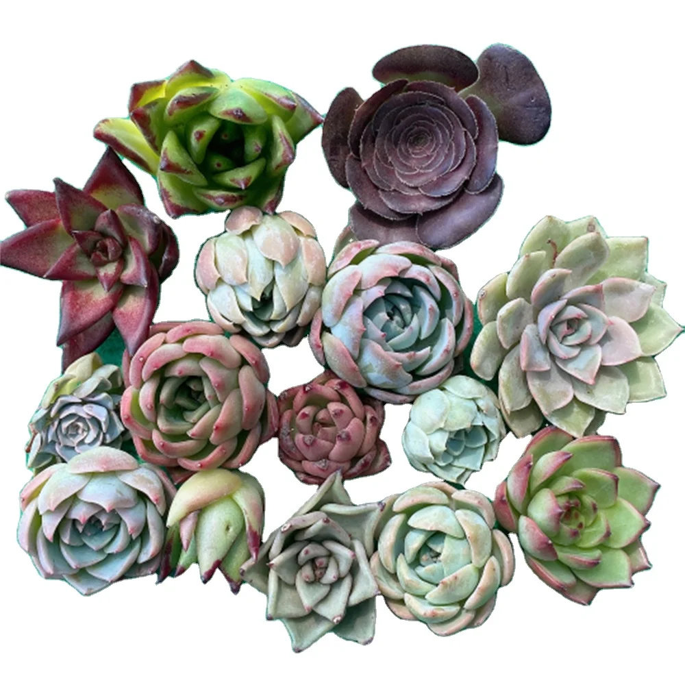 
Z338 Echeveria set 15 different pieces Korea Succulent Office Decoration live plant gardening Floral bonsai indoor plant 