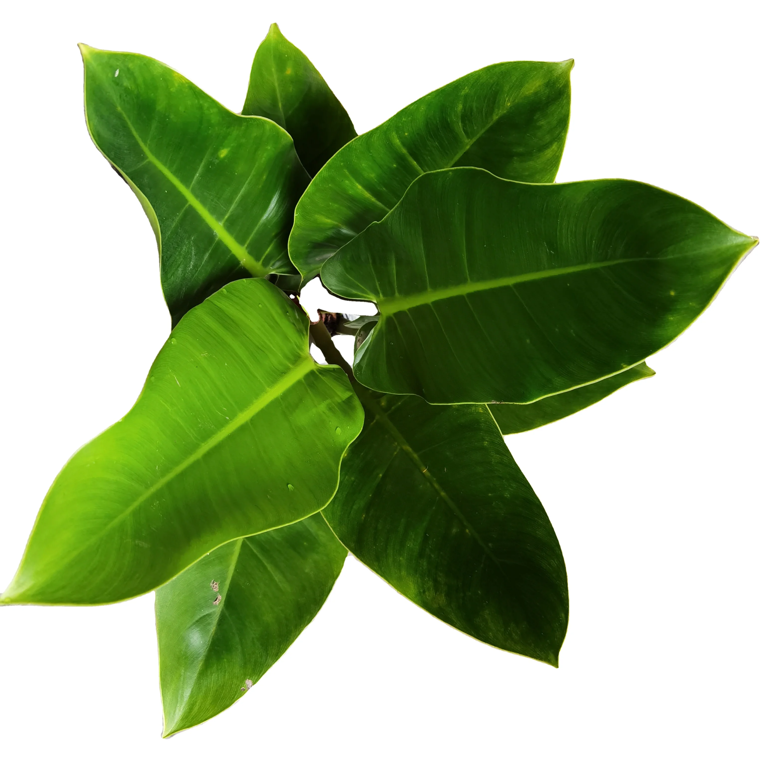  Органическое зеленое Изумрудное растение Philodendron