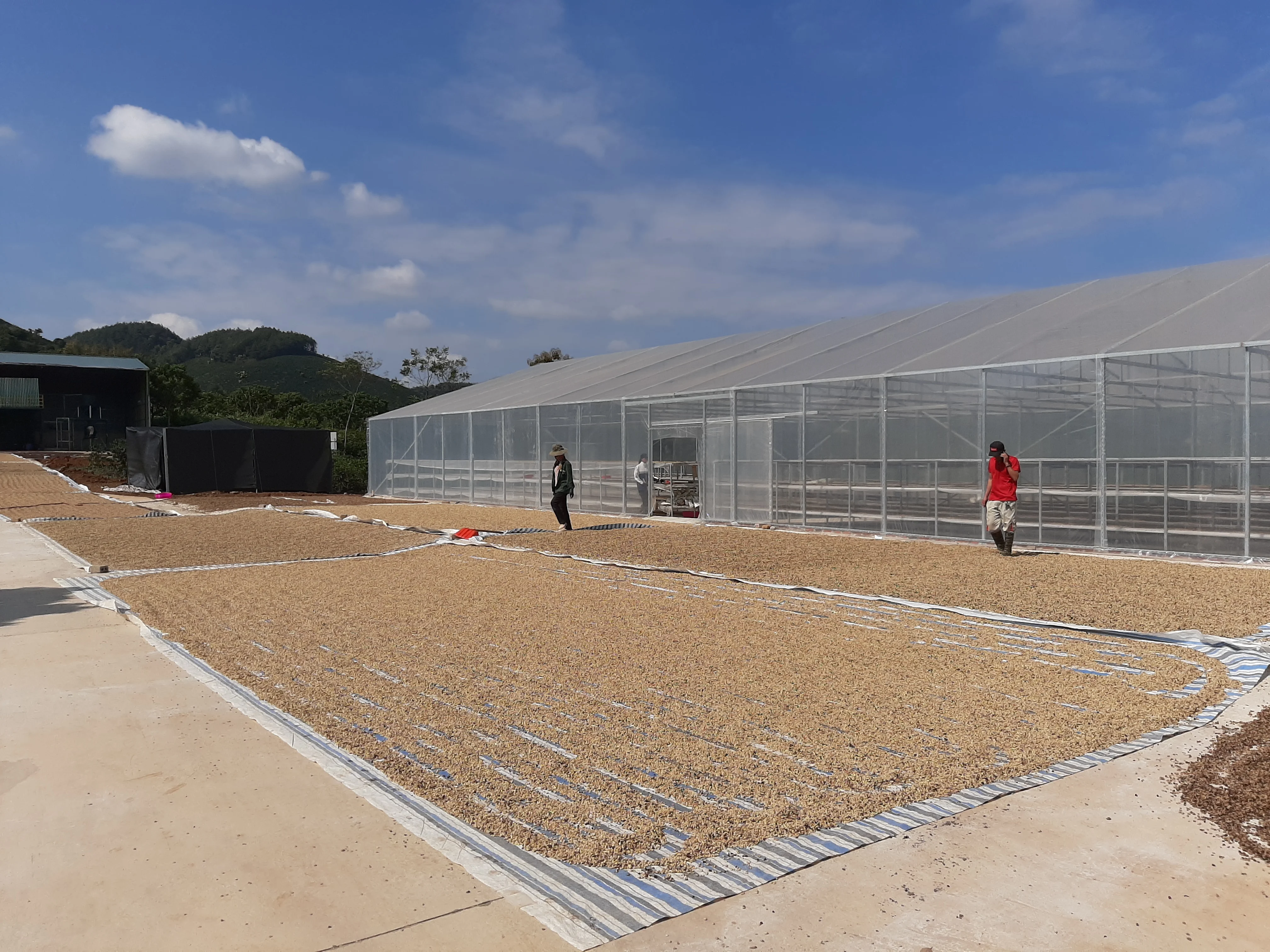 Hight quality of Commercial Konnai Espresso bean from Viet Nam