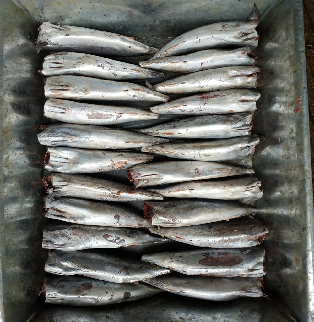 Frozen Bonito Tuna Bullet Tuna HGT for Canning,Auxis Thazard,Auxis Rochei