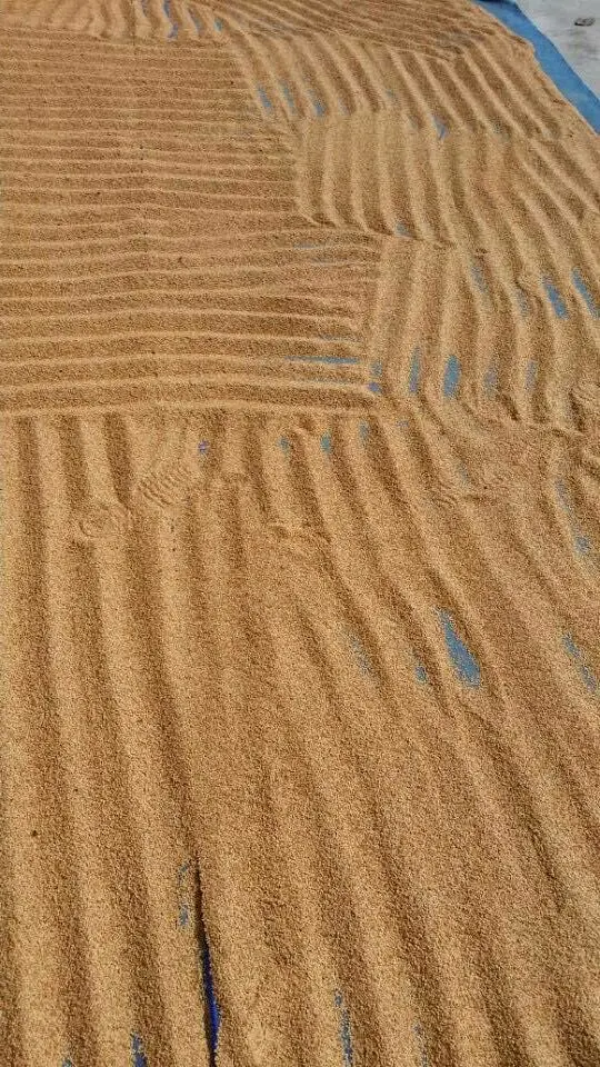 
Suntoday agriculture F1 hot pepper chilli hebanero seeds 5gr/bag 