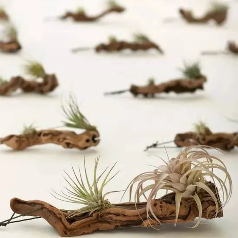 Natural Aquarium Driftwood Root Trunk Tree for Aquarium Decor Fish Tank Decorations Assorted Driftwood Branch for Sale