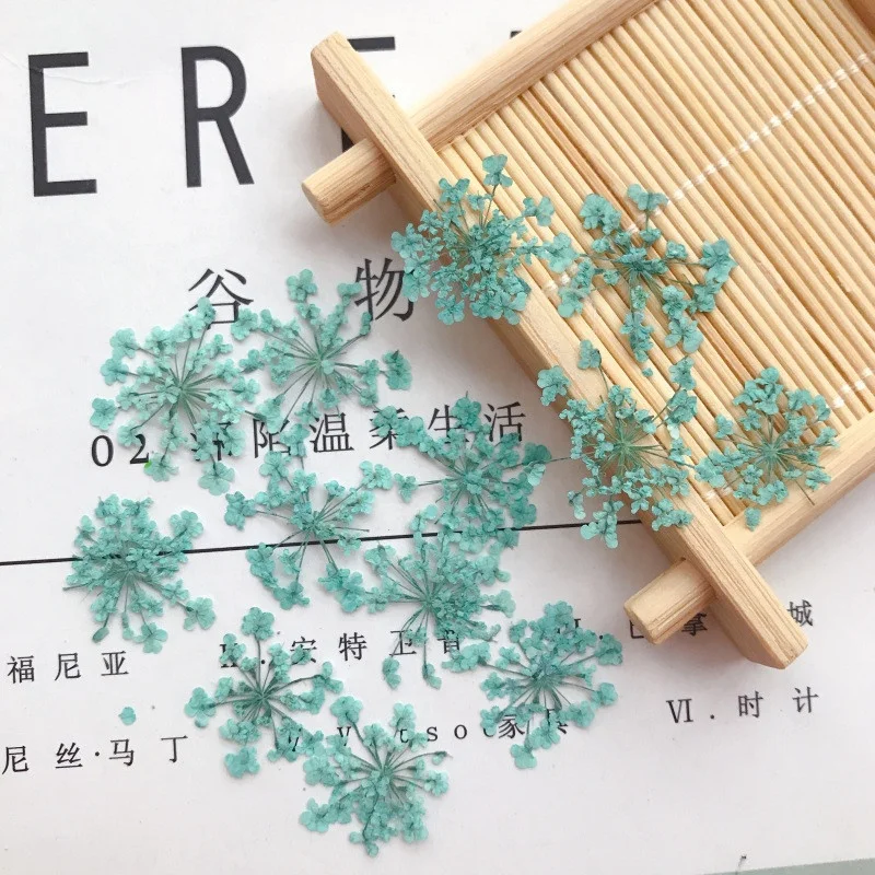 hotsale nail art dry flower dried Ammi Visnaga Lace Petal  real natural pressed Lace flower for resin and mobile phone case