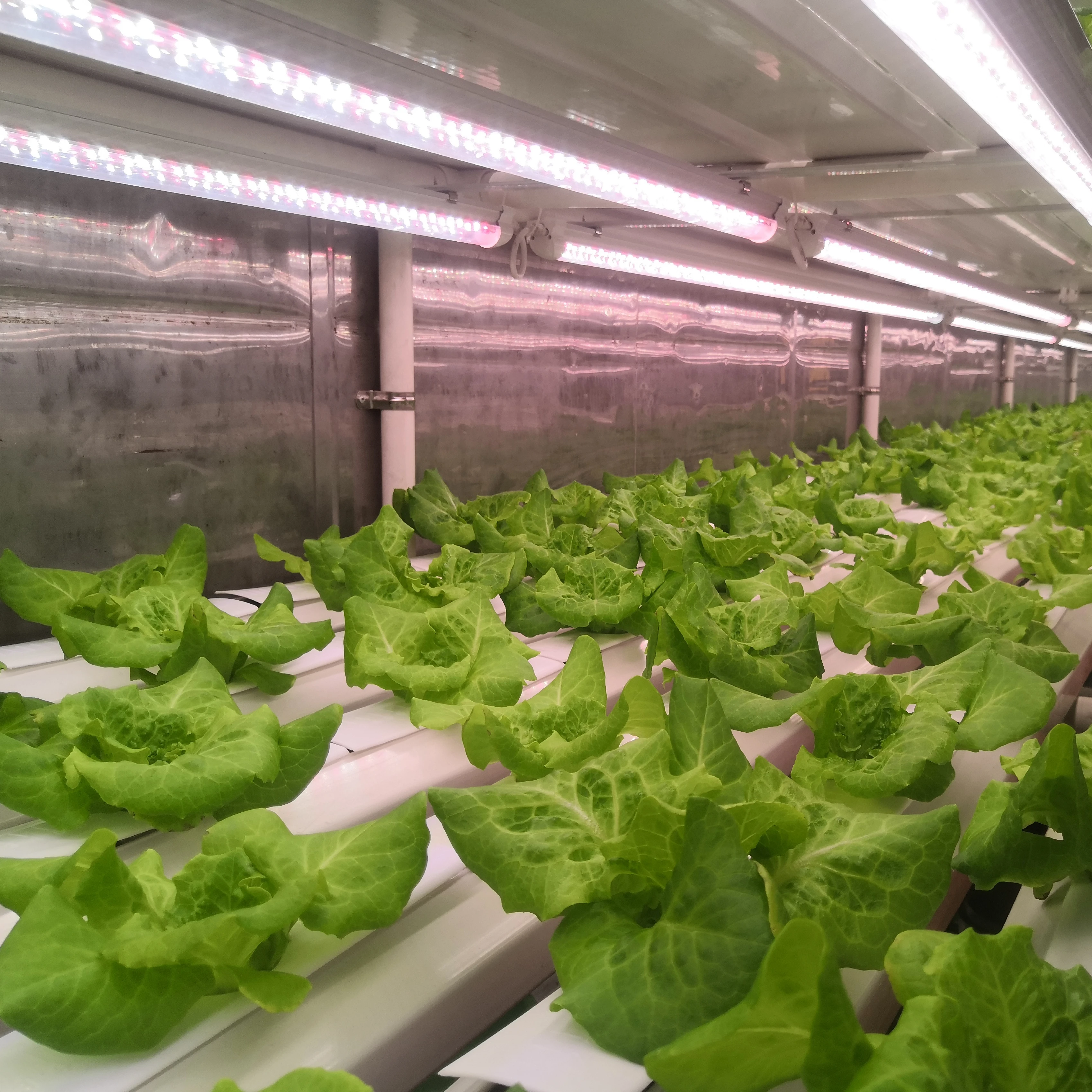 Hydroponics System Indoor Vegetable Germination Kits with LED Light Smart Vegetable Planter Hydroponics System