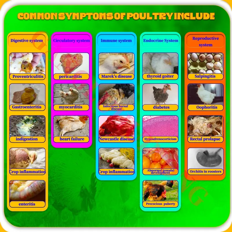 AC3E Vitamin Powder Probiotics Premix For Rate enhance immunity livestock feed additive