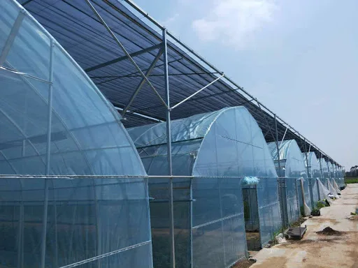tunnel greenhouse  (69).jpg