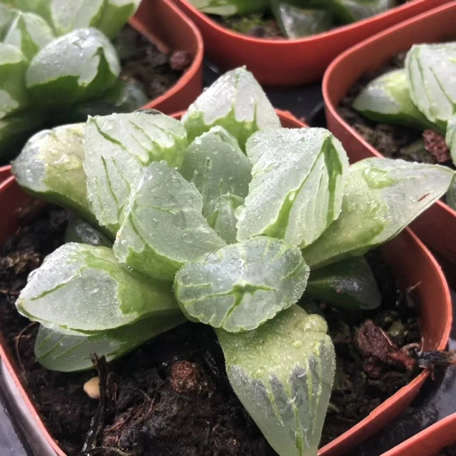 H165 haworthia Atropha «Ледяной город» Редкие суккуленты живое растение 3 5 горшок бонсай комнатное эферия кактус