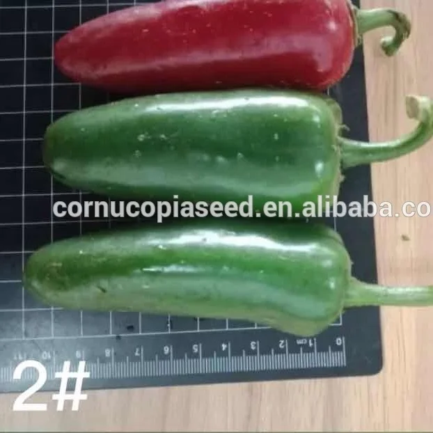 
Hybrid f1 Jalapeno Mexico chili Spicy Pepper Vegetable Seeds for Planting Tianyang2# 