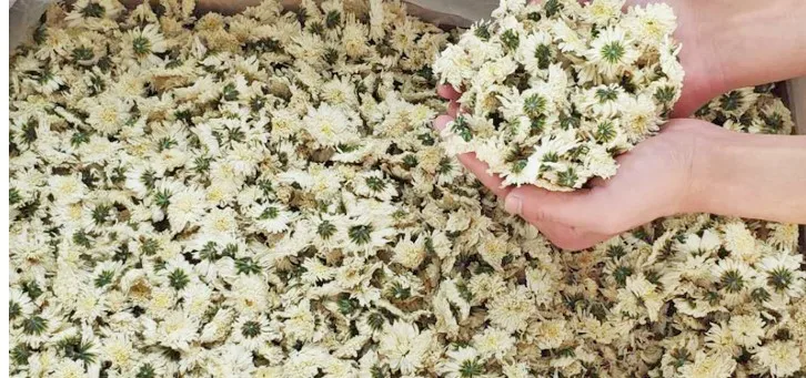 
Factory direct wholesale price chamomile chrysanthemum tea 