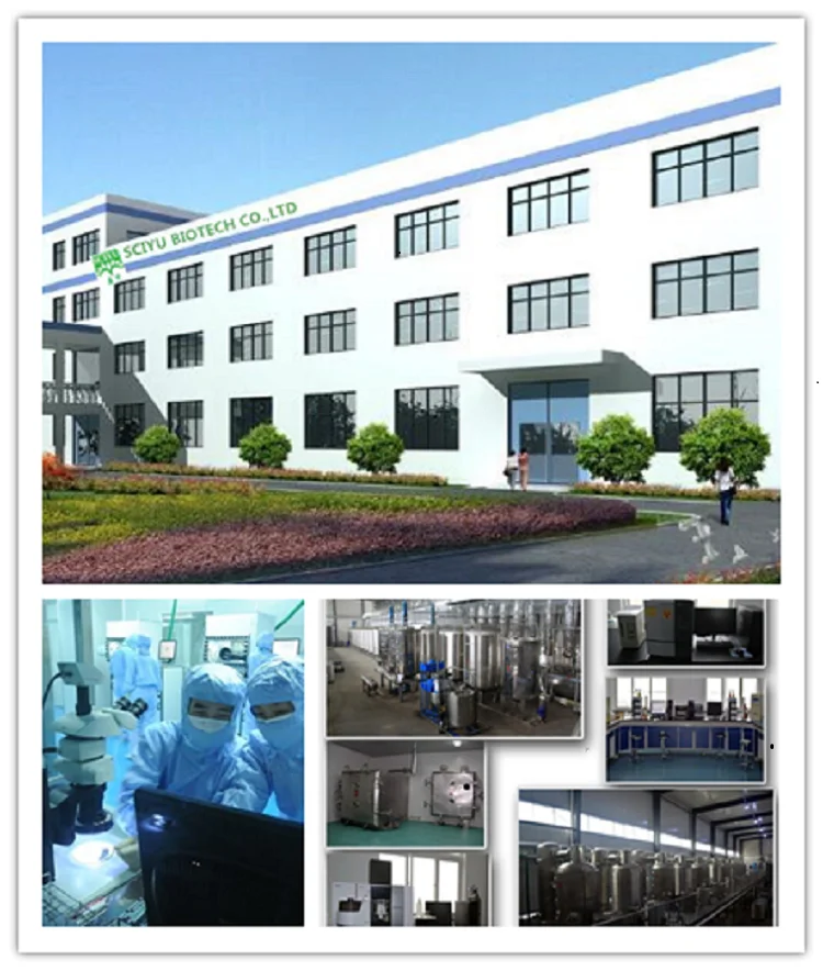 High Quality Banaba Leaf Extract Powder Banaba Leaf Extract